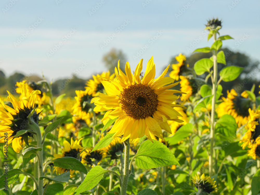 Obraz premium Sonnenblumenfeld im Münssterland