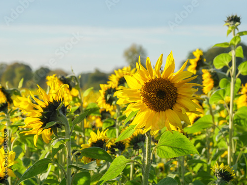 Sonnenblumenfeld im M  nssterland