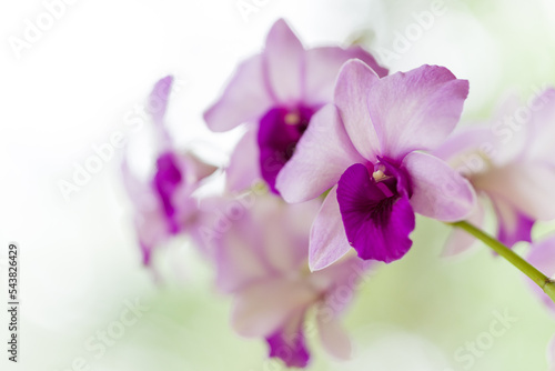 Fototapeta Naklejka Na Ścianę i Meble -  close up of orchid