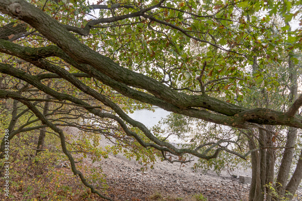 Thick branches of the tree by the pond in autumn Thick branches of the tree by the pond in autumn