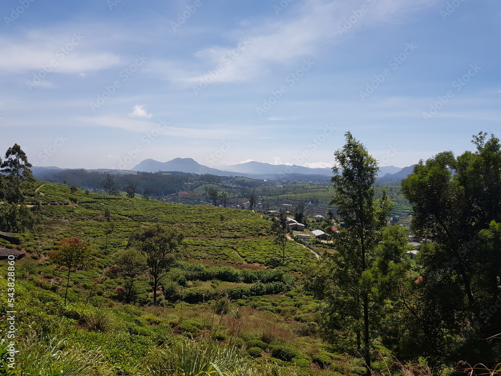 Naklejka premium Nuwara Eliya et ses plantations de thé