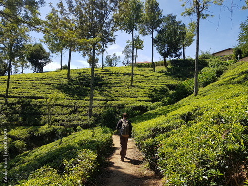 Nuwara Eliya et ses plantations de thé