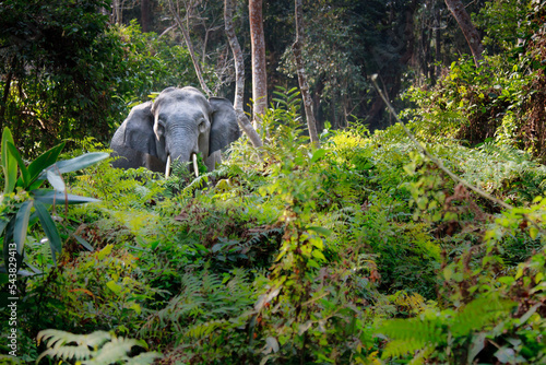 Wild Indian Elephant (Elephas maximus indicus) standing in the forest, Assam, India photo