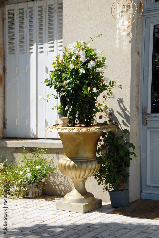 Fototapeta premium Potée de fleurs blanches dans un vase