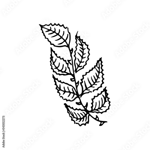 Vector branch and leave. Hand drawn floral elements. Black outline plant on white background. Vintage botanical doodle illustrations.