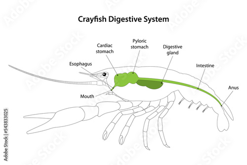 Crayfish (Crustacea) Digestive System.
