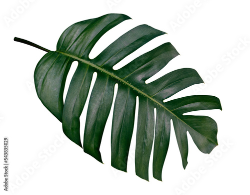 tropical leaf isolated on transparent background