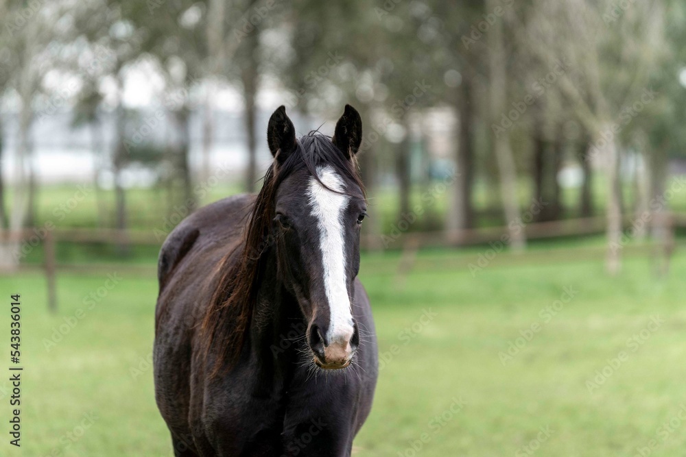 Fototapeta premium Black young stallion walking towards the camera 