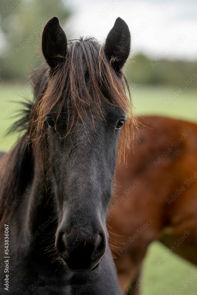 Obraz premium Beautiful friesian yearling foal in a field