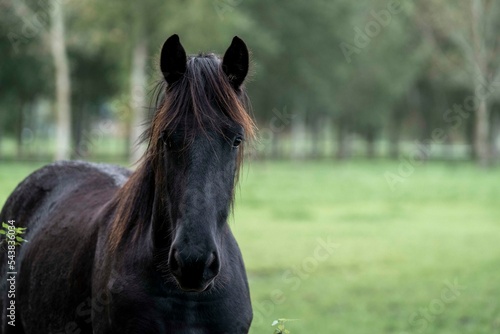 Beautiful friesian yearling foal in a field
