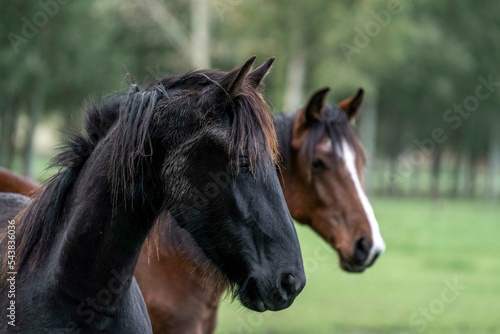 Foto Beautiful friesian yearling foal in a field