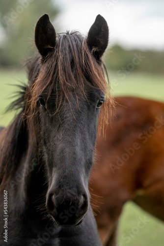 Beautiful friesian yearling foal in a field