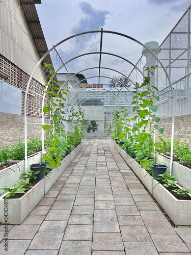 Artificial Urban garden was created in the concept of living with nature in amidst global warming crisis. These pumpkins are growing in the plantation site. They are climbing upward on the metal arc