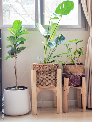 Home plant heaven green plants decoration in bedroom. Monstera Philodendron and Fiddle Fig, ceramic pot.