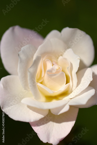 Ivory white large rose flowerhead  close up macro photography.
