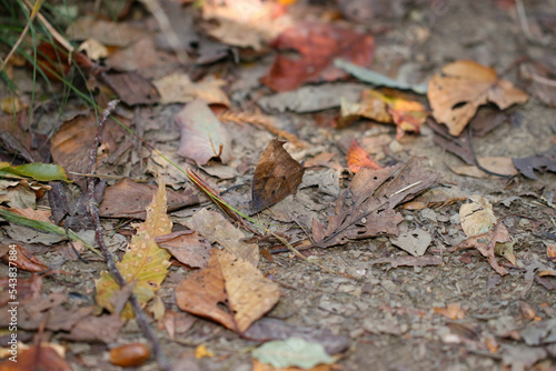 Ninja of the forest, the camouflage of the leaves is so amazing butteRfly, Dark Evening Brown (Kurokonomacho). Close up macro photography.