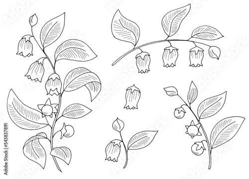 Atropa belladonna plant graphic black white isolated sketch illustration vector 