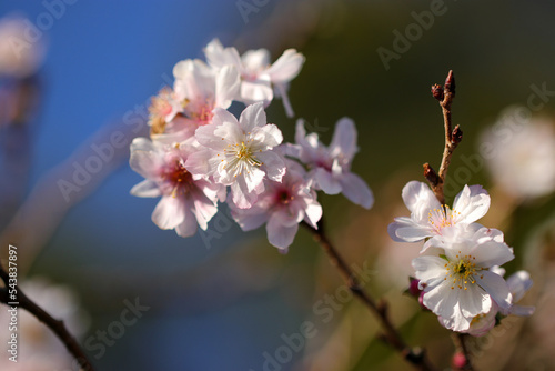 Pretty flower branch of Rosebud cherry 'Autumnalis' (Jugatsuzakura). Ouka, the flower.
 photo