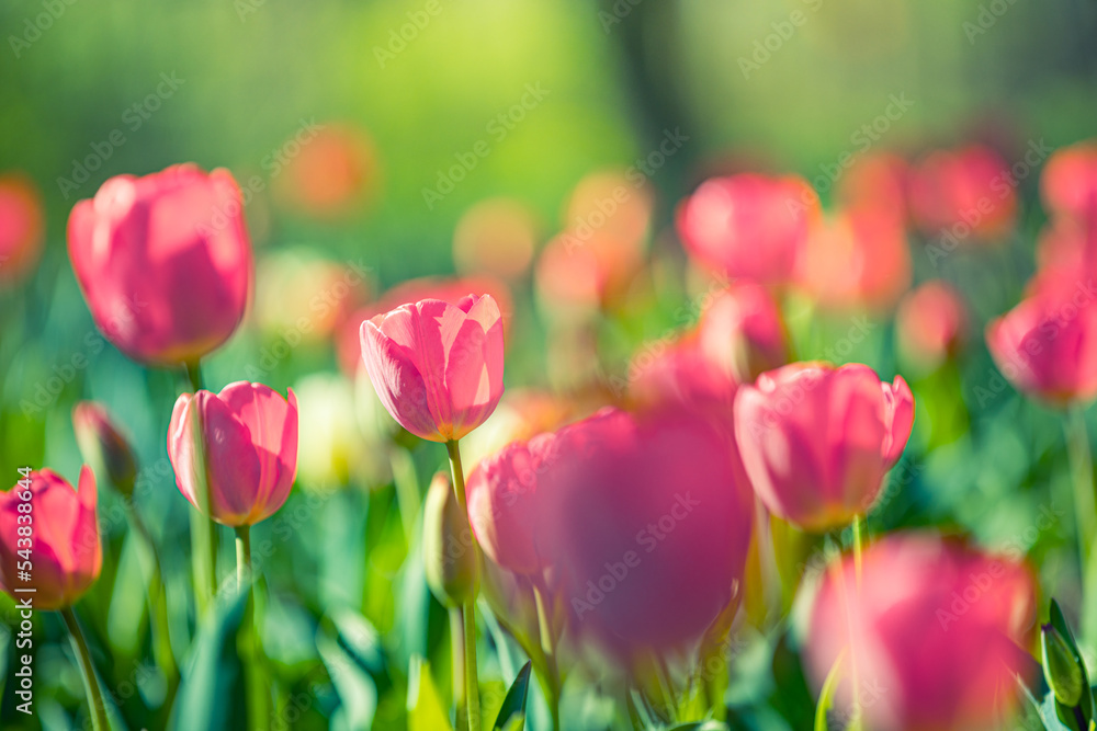 Closeup nature view of amazing red pink tulips blooming in garden. Spring flowers under sunlight. Natural sunny flower plants landscape and blurred romantic foliage. Serene panoramic nature banner
Closeup nature view of amazing red pink tulips blooming in garden. Spring flowers under sunlight. Natural sunny flower plants landscape and blurred romantic foliage. Serene panoramic nature banner