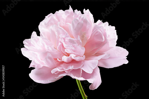 Pink peony flower