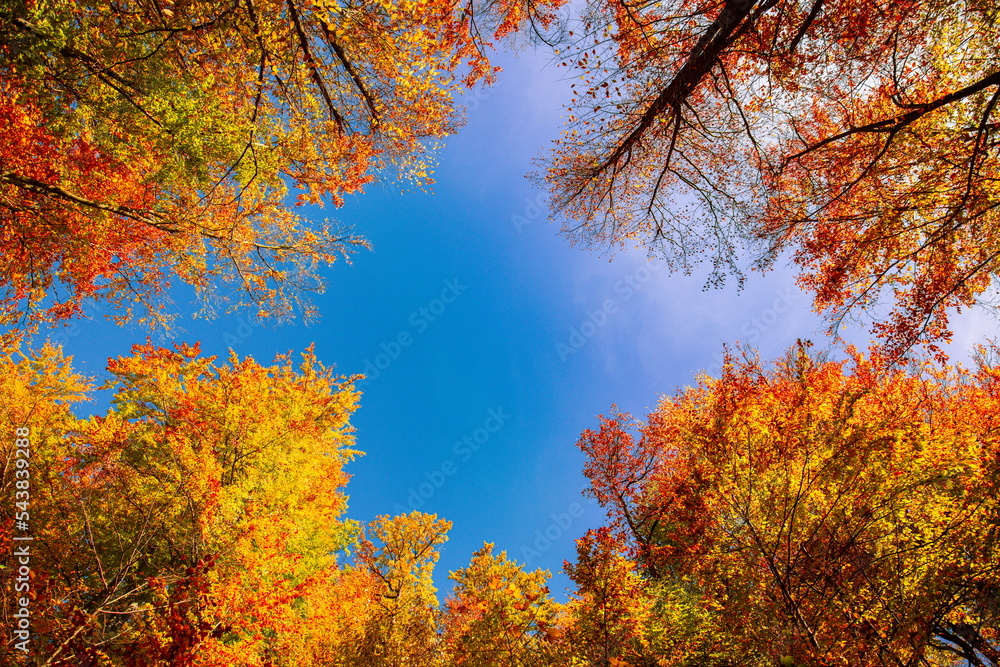 Fototapeta premium Autumn yellow orange leaves on blue sky background. Golden autumn concept. Sunny day, warm weather. Autumn dream landscape. Autumnal serene scenic view of tree leaves sky background. Beautiful nature