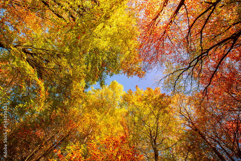 Autumn yellow orange leaves on blue sky background. Golden autumn concept. Sunny day, warm weather. Autumn dream landscape. Autumnal serene scenic view of tree leaves sky background. Beautiful nature