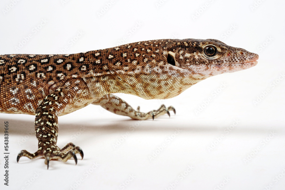 Timor monitor // Timor-Waran (Varanus timorensis) Timor monitor // Timor-Waran (Varanus timorensis)