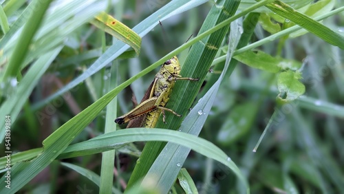 grasshopper sits in green grass