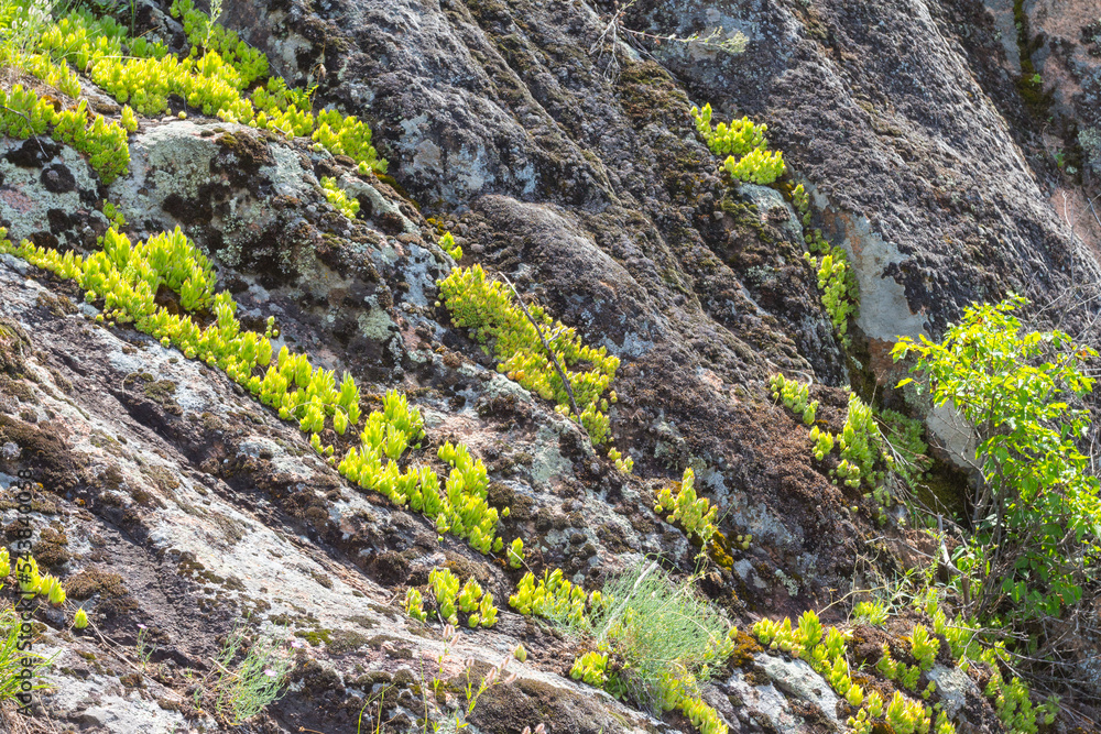 Succulents grow on the rocks at the bottom of Arbuzynsky canyon near the Trykraty village, on the Arbuzynka river in the Voznesenskyi region of Mykolaiv Oblast of Ukraine Succulents grow on the rocks at the bottom of Arbuzynsky canyon near the Trykraty village, on the Arbuzynka river in the Voznesenskyi region of Mykolaiv Oblast of Ukraine