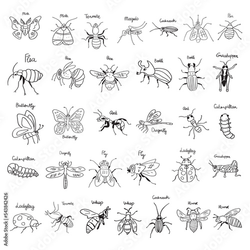 Collection of insects. Outline illustrations. Hand drawn black color icons on white background.