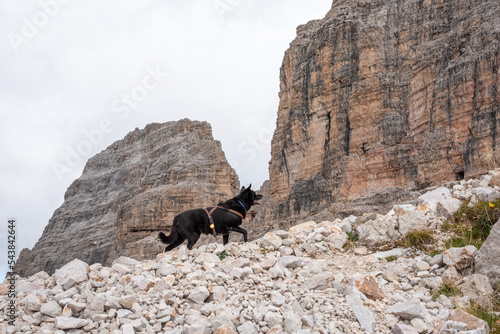 A dog walking alone through the alpine landscape of the dolomites, South Tirol