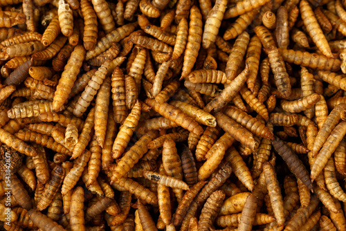 Dried Black soldier fly larvae, calci worms food wildlife birds