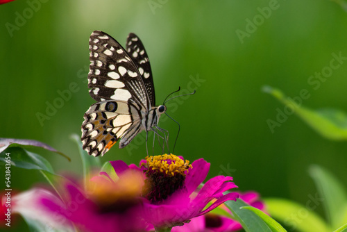 a lime butterfly papilio drink nectar from a pink zinnia flower at the garden with bokeh background © Ralfa Padantya