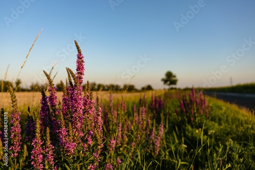 Closeup shot of purple loosestrifes (Lythrum salicaria) in the field photo