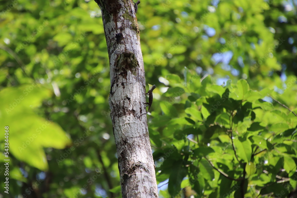 Fototapeta premium Malayan Flying Dragon in a forest