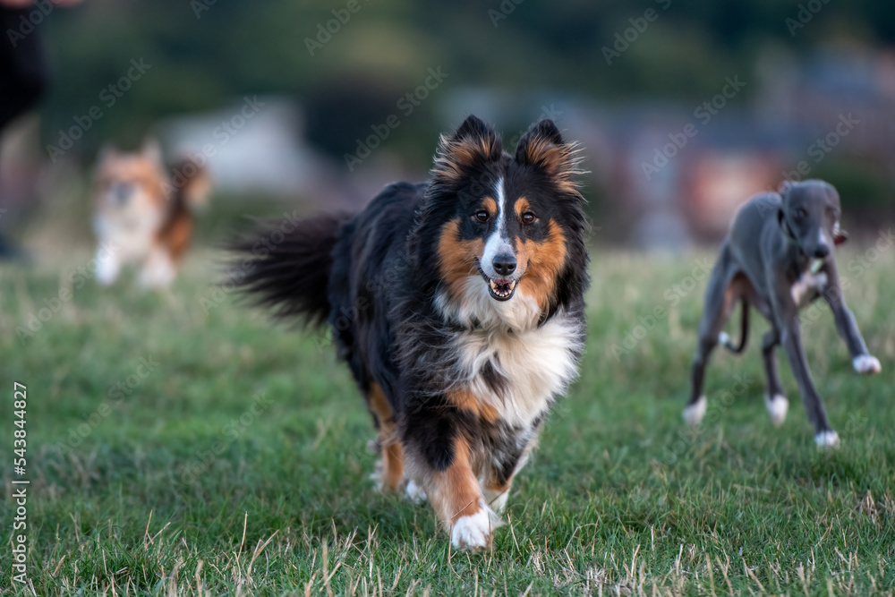 Dog race with Shetland Sheepdog