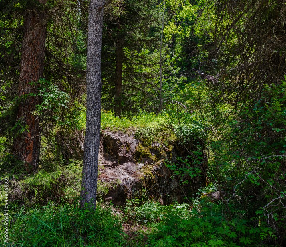 Obraz premium footpath in the woods