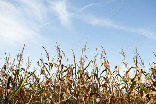 kukurydza i niebo