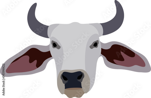 Zebu bull. Brahman cattle. Vector illustration. White male Indian cow. A symbol for Indian religious festivals