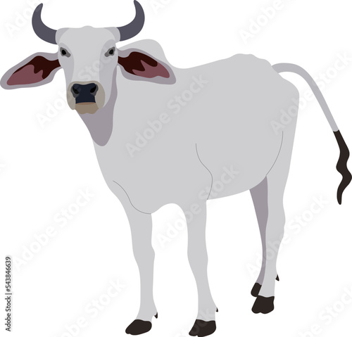 Zebu bull. Brahman cattle. Vector illustration. White male Indian cow. A symbol for Indian religious festivals
