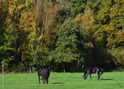 Horses in Autumn in the Heath Lueneburger heide  Walsrode  Lower Saxony