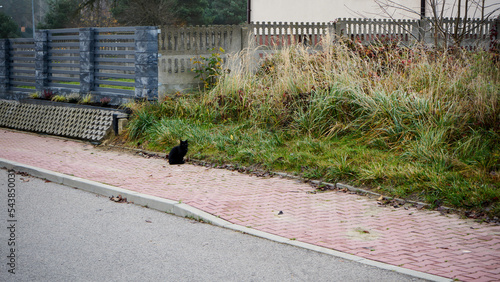 bezpański czarny kot na chodniku  #543850031