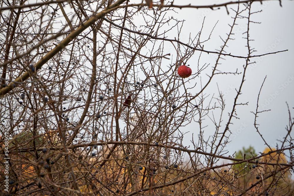 jabłko na gałęzi bez liści ,jesień  - obrazy, fototapety, plakaty 