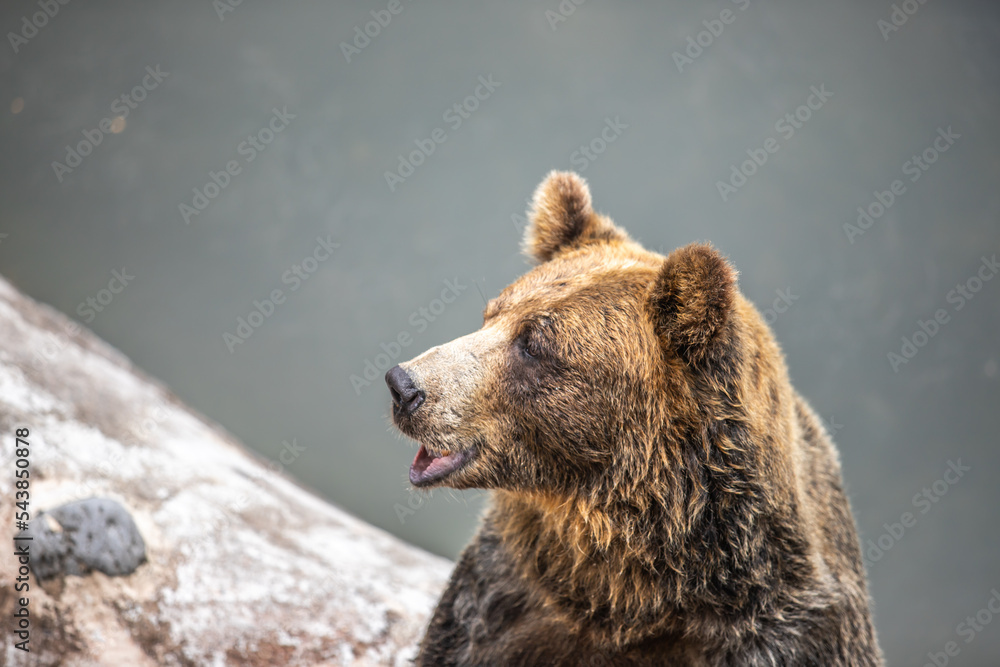 Fototapeta premium 北海道 のぼりべつクマ牧場