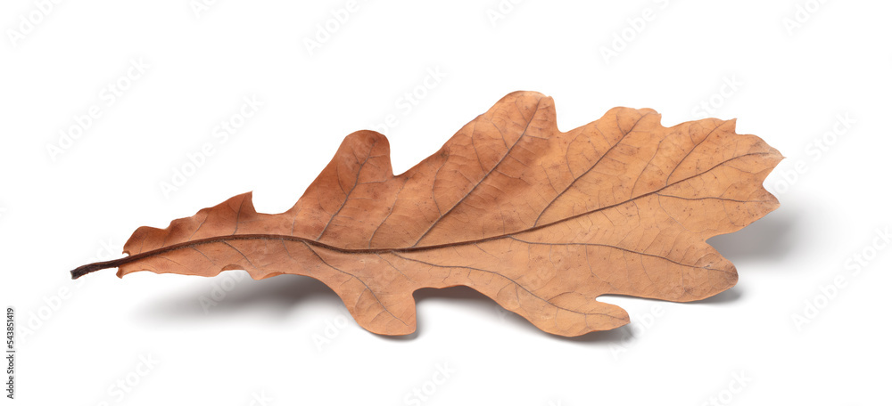 Naklejka premium Autumn leaf isolated on white background with shadows, clipping path for isolation without shadows on white shadows on white