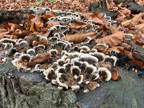 pilz, mushroom, natur, wald, essen, herbst, braun, holz, baum, makro, giftpilz, jahreszeit, baumpilz, landschft