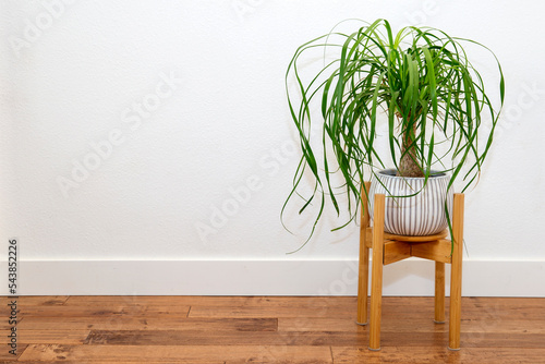 Ponytail Palm in a white ceramic pot against the white wall