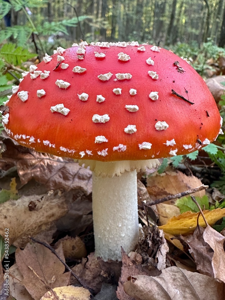 fly mushroom