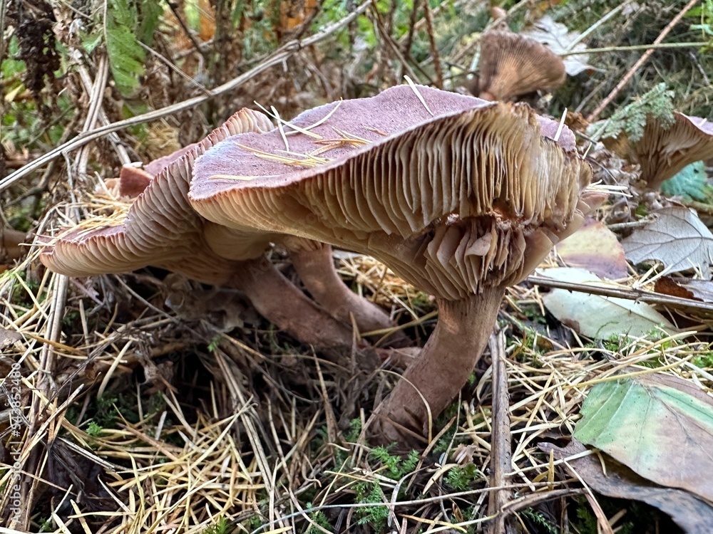 pilz, mushroom, natur, wald, essen, herbst, braun, holz, baum, makro, giftpilz, jahreszeit, baumpilz, landschft