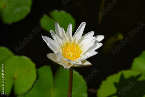 Small white lotus blooming in the pond